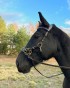 IMG_7429.jpeg