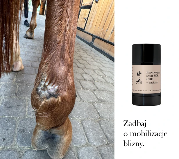 obraz_2026-07-08_150439298.png